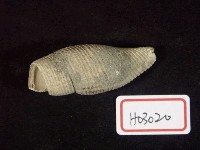 藏品(拐杖菊石)的圖片